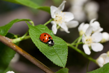 Beautiful ladybug is sitting on a green leaf. Blooming bird cherry.