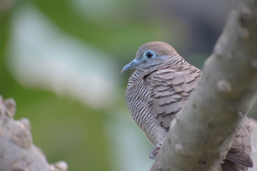Dove waiting for her