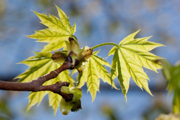 Fresh green leaves of blossoming poplar tree against the blue sky. Populus canadensis.