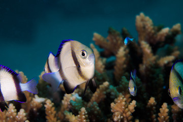 A Twobar Humbug - Indian Dascyllus (Dascyllus Carneus) fish hiding in the coral on the reef. A...