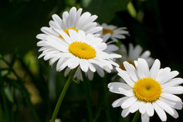 Fototapeta premium Beautiful chamomiles are growing in a spring garden.