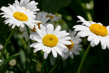 Fototapeta premium Group of beautiful chamomiles are growing in a spring garden.