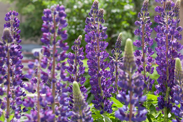 Violet lupins are growing in the spring garden. Lupinus perennis.