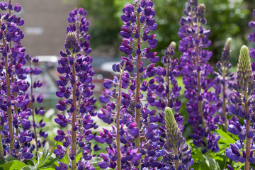 Group of violet lupins are growing in the spring garden. Lupinus perennis.