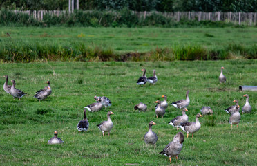 Ducks