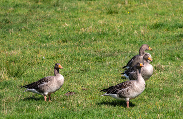 Ducks