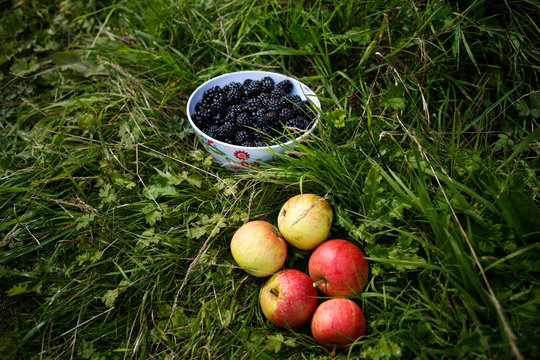 Foraging Blackberries And Apples