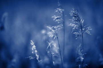 Common reed (Phragmites australis). Selective focus and shallow depth of field. Blue tone.