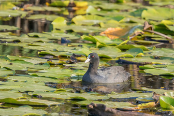 Eurasian Coot, black duck, Common coot (Fulica atra)
