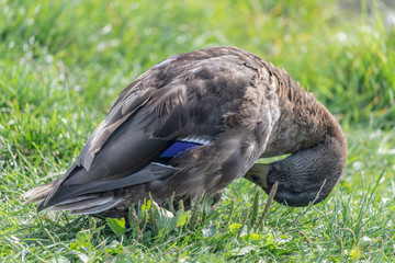 Ducks