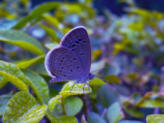 butterfly on flower