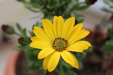 yellow flower