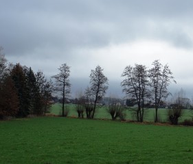 Obraz premium trees in the field,landscape, sky, tree, grass, nature, trees, field, green, spring, clouds, forest, countryside, blue, summer, fog, park, meadow, cloud, country, 