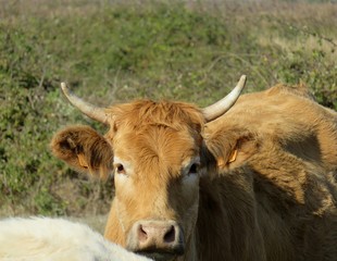 Vache