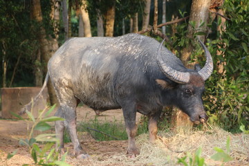 Fototapeta premium Thai buffalo eating food