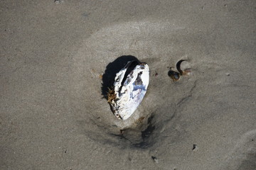 Stone on the Beach 1