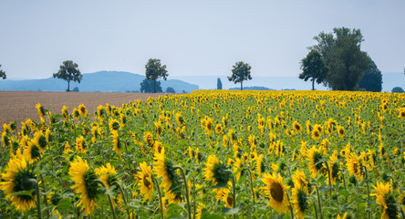 Sonnenblumenfeld in bester Blüte