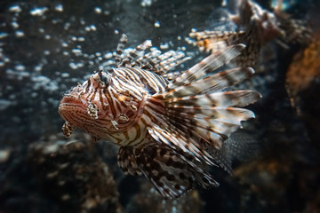 Lionfishes