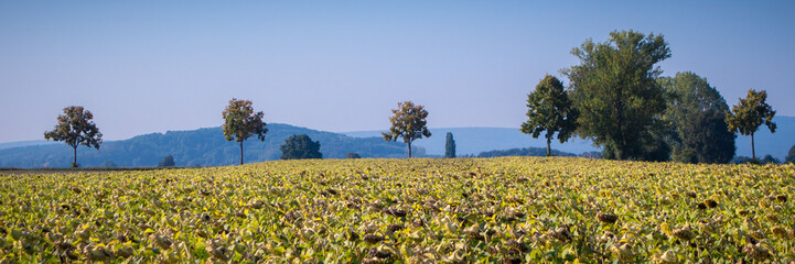 Sonnenblumenfeld reif