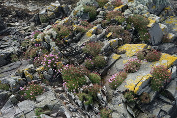 Rocks on the Beach 7