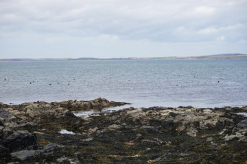 Fototapeta na wymiar Seals off the Coast 1