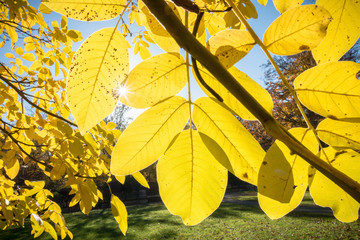 Herbstlaub in stimmungsvollem Gegenlicht