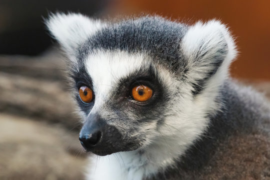 Ring tailed Lemur (Lemur catta) close up portrait