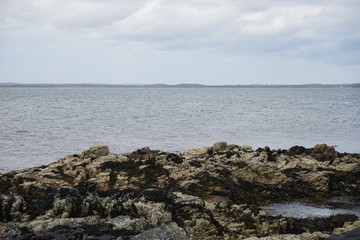 Fototapeta na wymiar Seals off the Coast 5