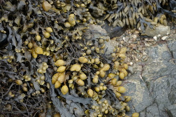 Seaweed