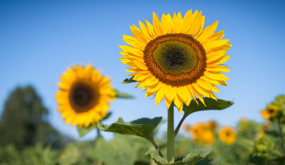 Sonnenblumen in voller Blüte