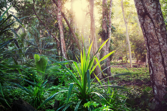 Fototapeta Jungle