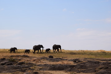 Naklejka na ściany i meble アフリカの象