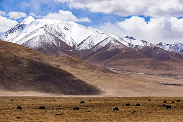 Typical mountain landscape with tibetan yaks and snow on peaks - Tibet