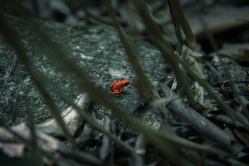 Red froh