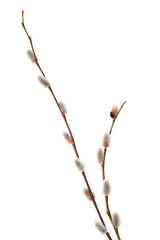 Twigs of willow with catkins isolated on white background.