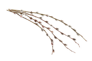 Twigs of willow with catkins isolated on white background. © ekim