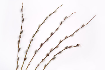 Twigs of willow with catkins isolated on white background.