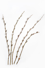 Twigs of willow with catkins isolated on white background.