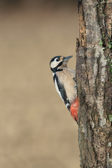 Picchio rosso maggiore femmina (Dendrocopos major)