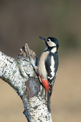 Picchio rosso maggiore femmina (Dendrocopos major)