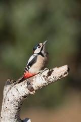 Picchio rosso maggiore maschio (Dendrocopos major)