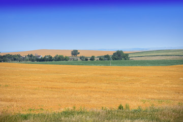 Obraz premium Farmland with yellow grasses
