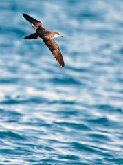 Manx Shearwater (Puffinus puffinus), in flight over the sea off Cornwall, England, UK.
