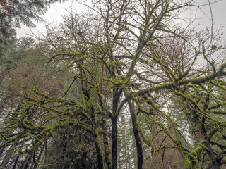 Moss Covered Tree in Woodland, Washington