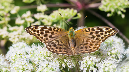 Silver-washed fritillary on Ground elder flower. Argynnis paphia. Aaegopodium podagraria. Form valesina. Butterfly close-up. Open wings. Bishop's weed bloom. Natural background. Selective focus.