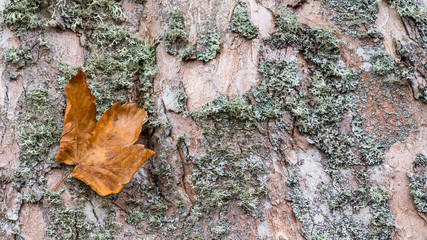 Close-up of maple bark texture with a fallen leaf. Acer. Beautiful natural background. Old faded deciduous tree trunk with dry green moss. Abstract detail of cracked wood in realistic autumn colors.