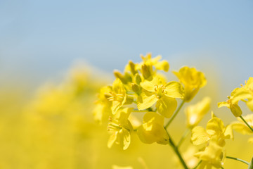 Rape Flowers in the season spring. Yellow field