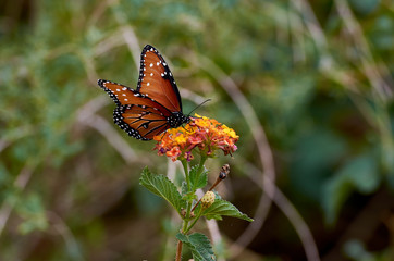 Fototapeta na wymiar Monarch feeding