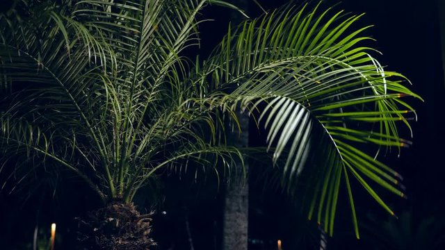 Palm tree leaves at the garden. Evening time