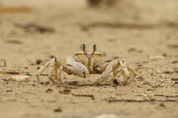 Alert Ghost Crab, Ocypode ryderi, an Indian Ocean crab on the beach, South Africa.